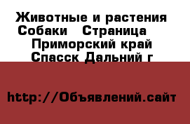 Животные и растения Собаки - Страница 2 . Приморский край,Спасск-Дальний г.